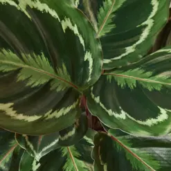 Calathea Roseopicta 'Medallion' — leaf detail close-up