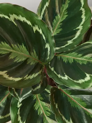 Calathea Roseopicta 'Medallion' — leaf detail close-up
