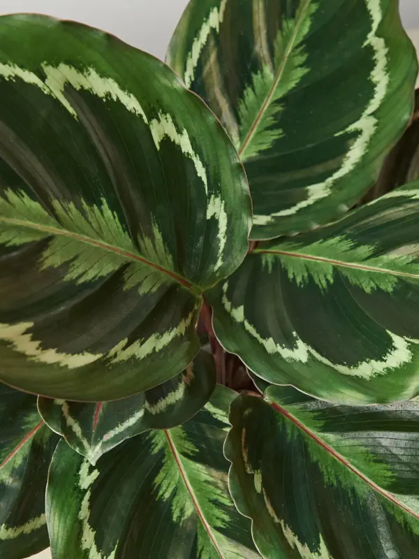 Calathea Roseopicta 'Medallion' — leaf detail close-up