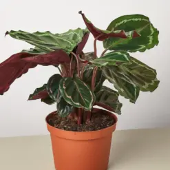 Calathea Roseopicta 'Medallion' — additional view
