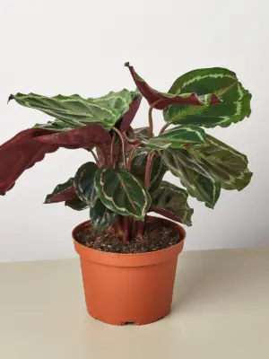 Calathea Roseopicta 'Medallion' — additional view