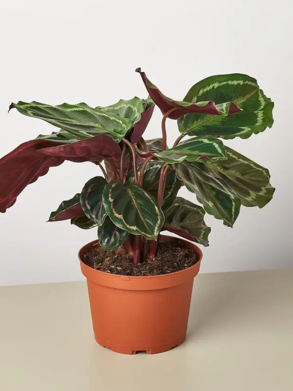 Calathea Roseopicta 'Medallion' — additional view
