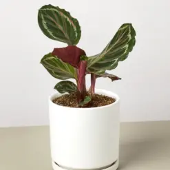 Calathea Roseopicta 'Medallion' — additional view