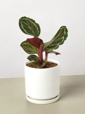 Calathea Roseopicta 'Medallion' — additional view
