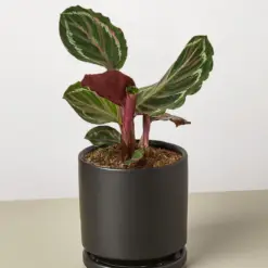 Calathea Roseopicta 'Medallion' — additional view