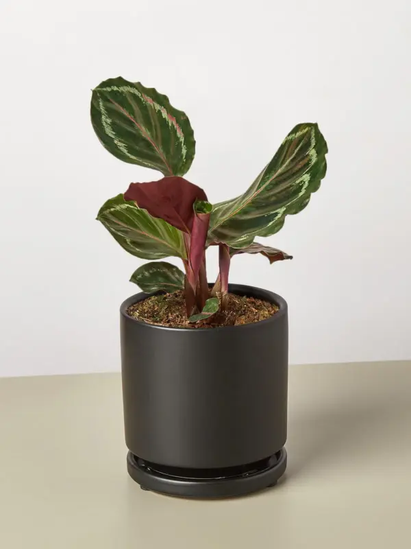 Calathea Roseopicta 'Medallion' — additional view