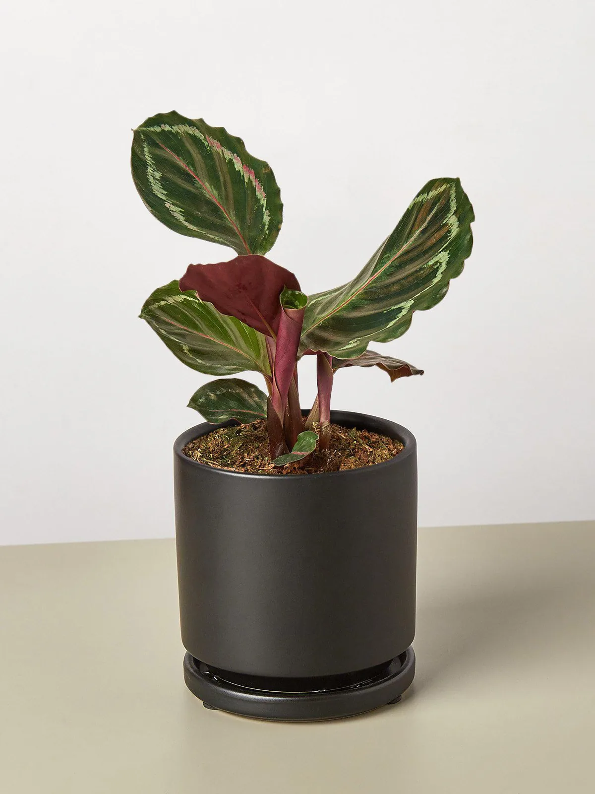 Calathea Roseopicta 