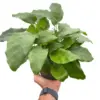 Calathea 'Musaica' houseplant