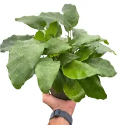 Calathea 'Musaica' houseplant