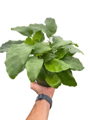 Calathea 'Musaica' houseplant
