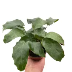 Calathea 'Musaica' — square crop