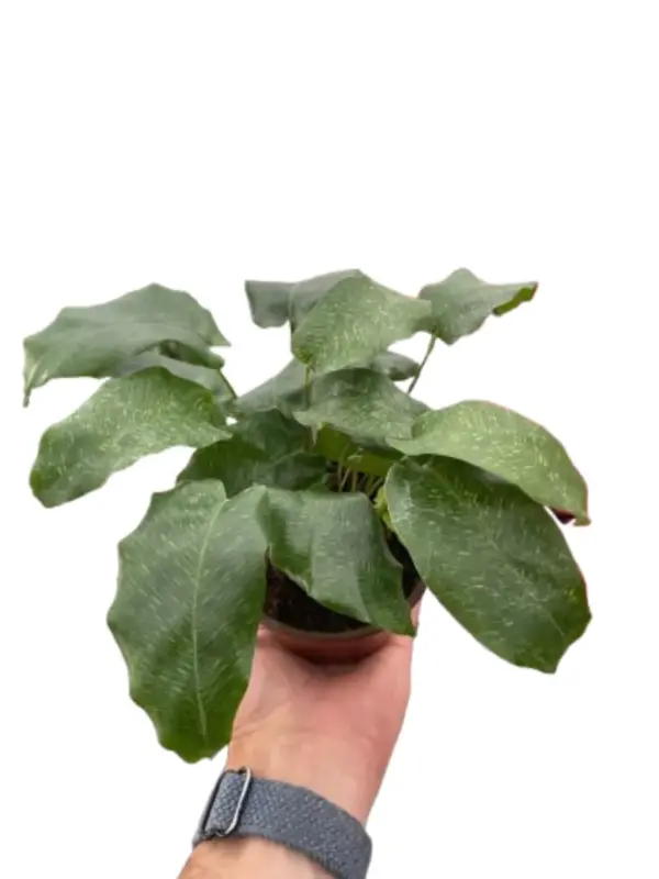 Calathea 'Musaica' — square crop