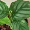 Calathea 'Orbifolia' houseplant