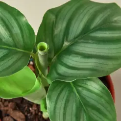 Calathea 'Orbifolia' houseplant