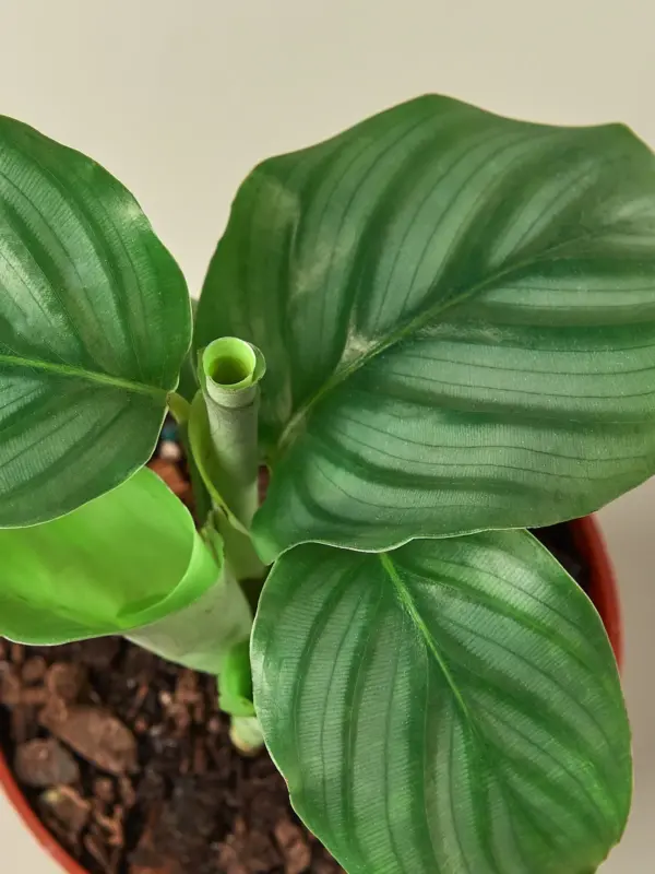 Calathea 'Orbifolia' houseplant