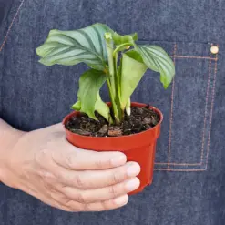 Calathea 'Orbifolia' — held in hand for size reference