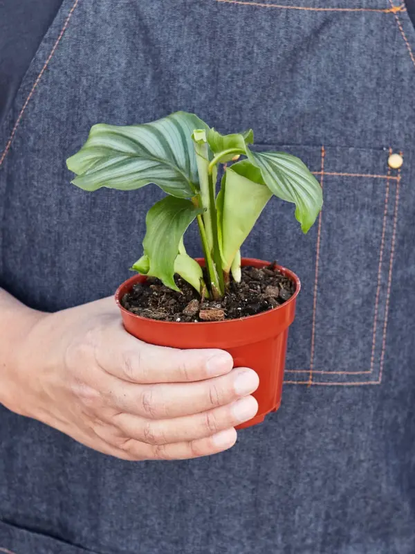 Calathea 'Orbifolia' — held in hand for size reference