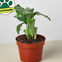 Calathea 'Orbifolia' — additional view
