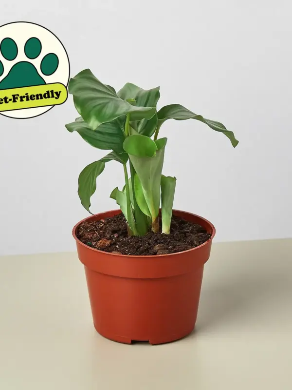 Calathea 'Orbifolia' — additional view