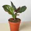 Calathea 'Ornata' houseplant