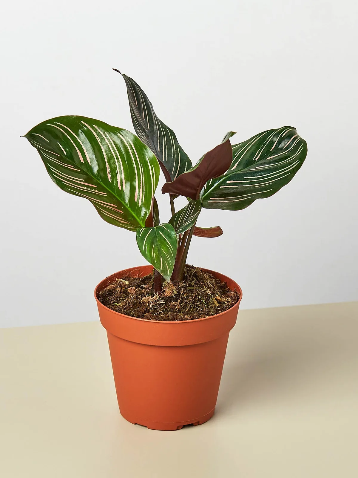 Calathea 