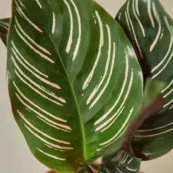 Calathea 'Ornata' — additional view