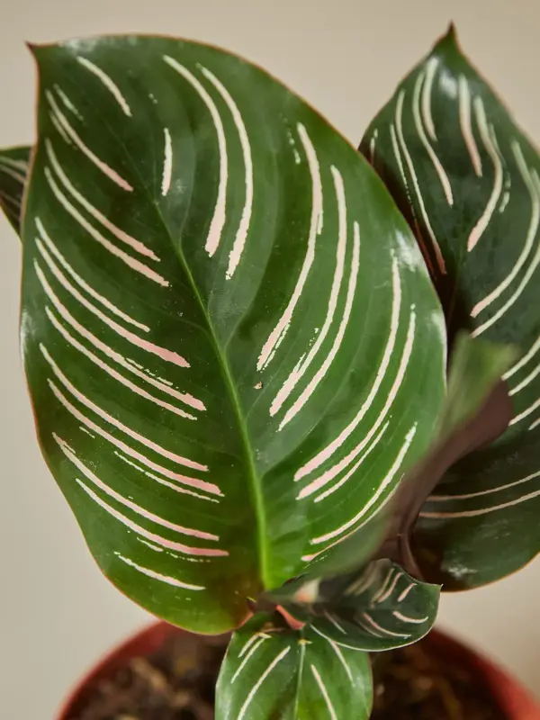 Calathea 'Ornata' — additional view