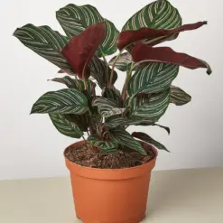 Calathea 'Ornata' — additional view