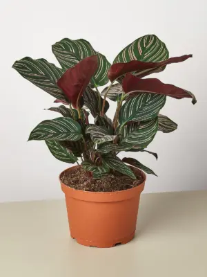 Calathea 'Ornata' — additional view