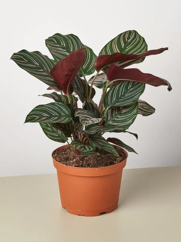 Calathea 'Ornata' — additional view