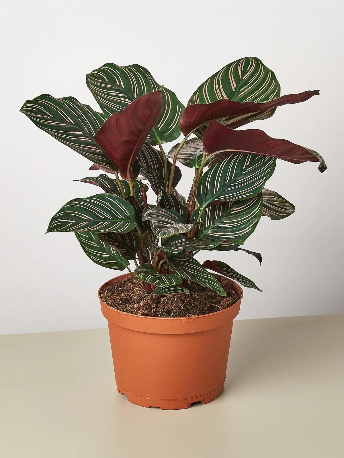 Calathea 