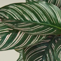 Calathea 'Ornata' — additional view