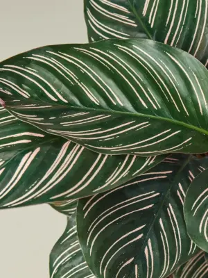 Calathea 'Ornata' — additional view