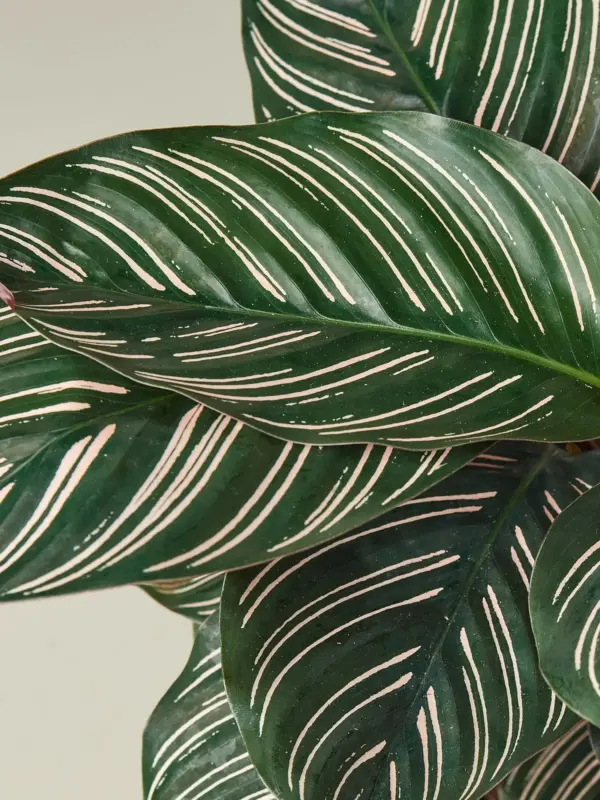 Calathea 'Ornata' — additional view