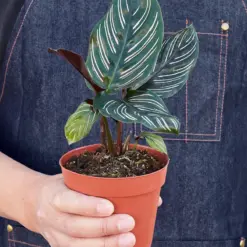 Calathea 'Ornata' — additional view