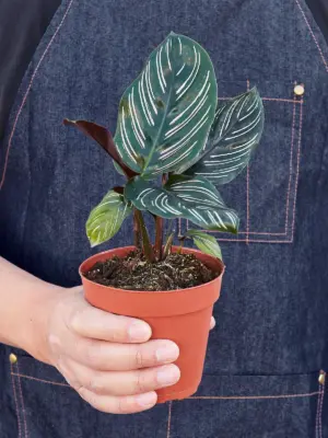 Calathea 'Ornata' — additional view