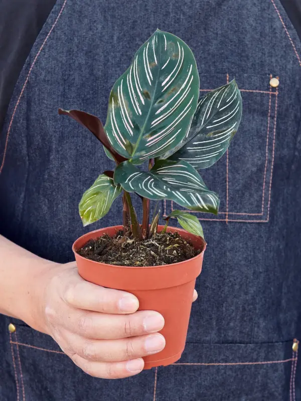 Calathea 'Ornata' — additional view