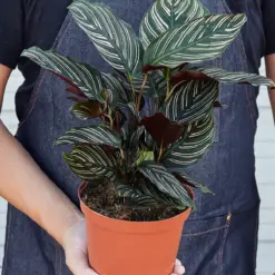 Calathea 'Ornata' — additional view