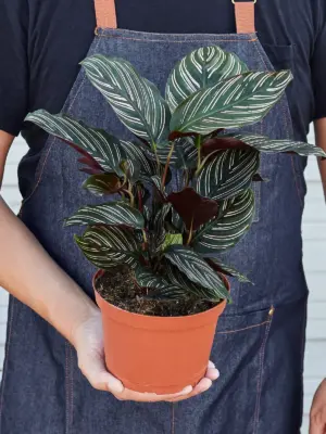 Calathea 'Ornata' — additional view