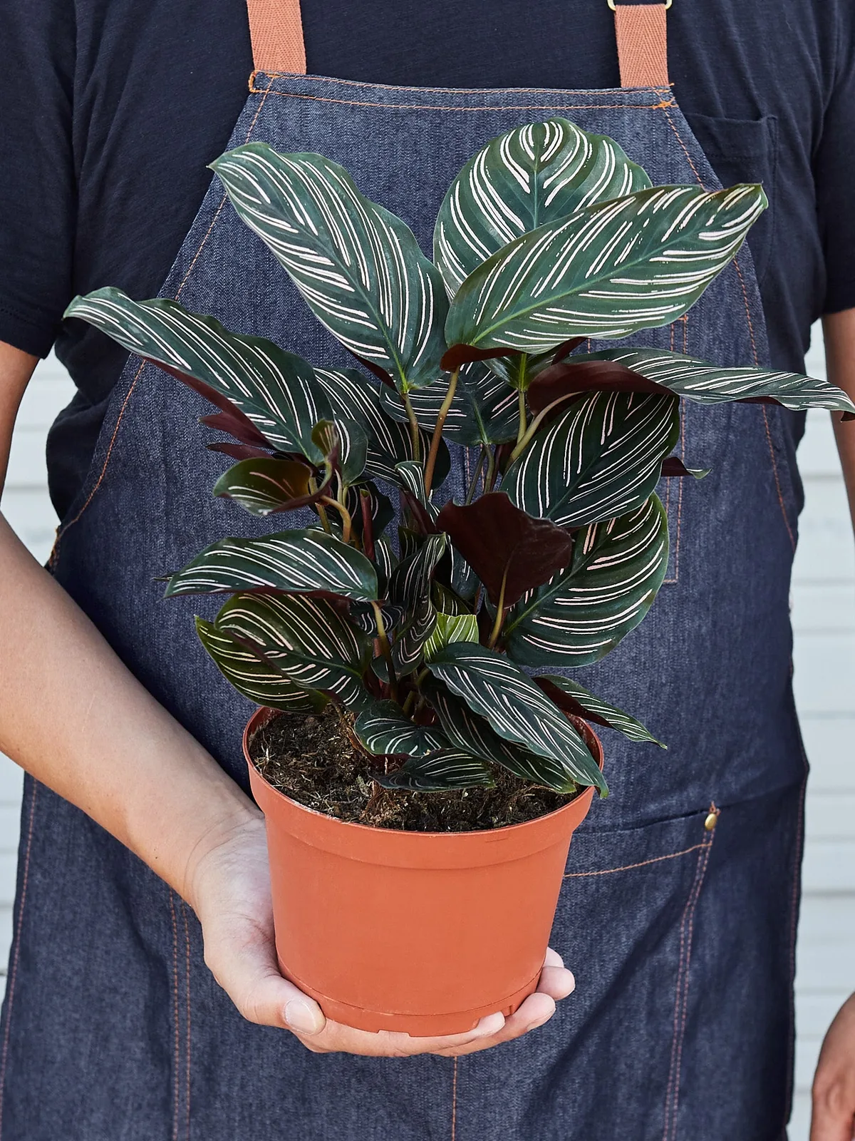 Calathea 