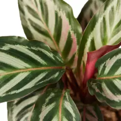 Calathea 'Peacock' houseplant