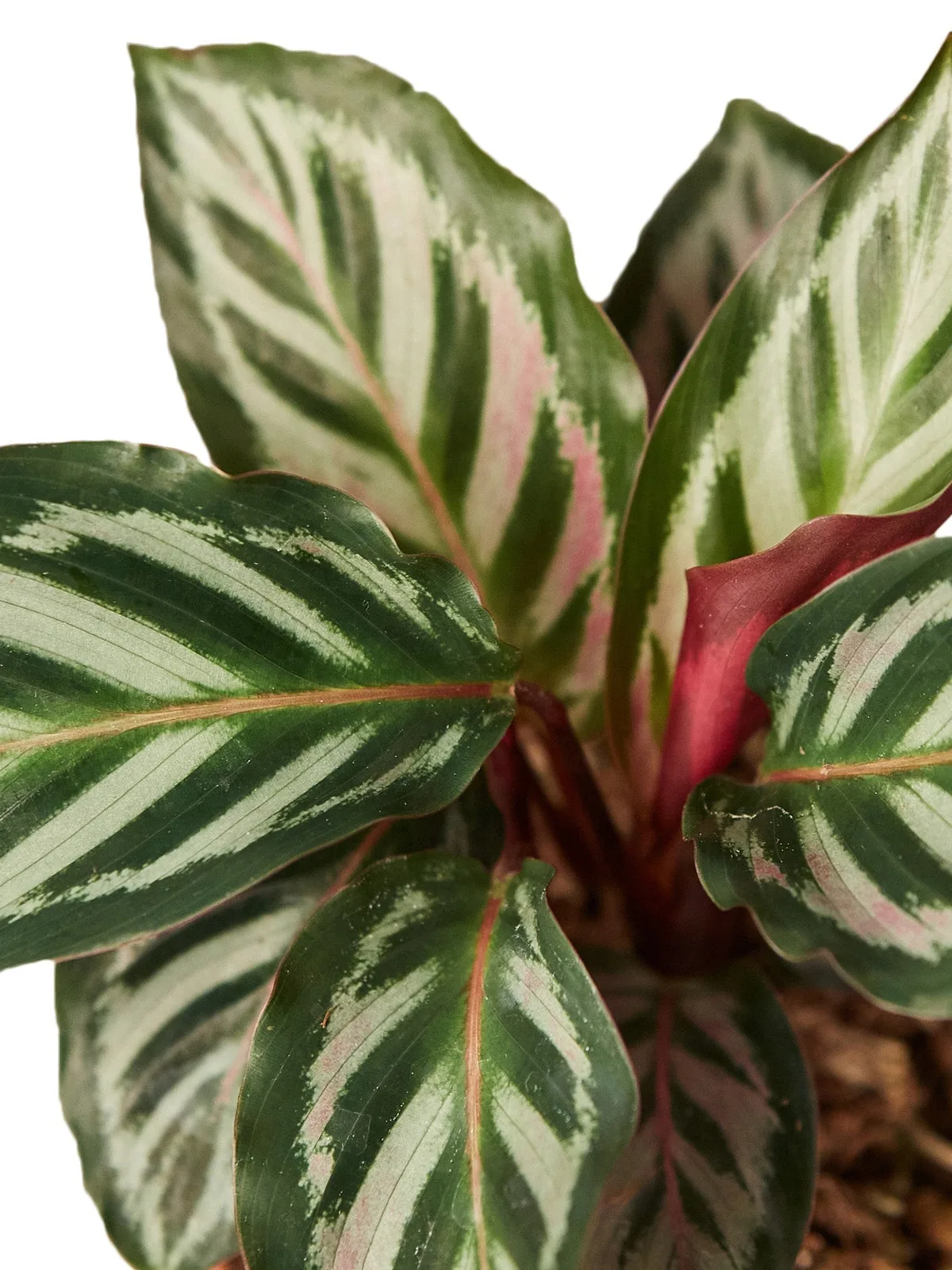 Calathea 