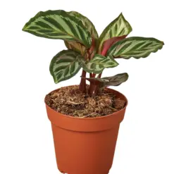 Calathea 'Peacock' — additional view