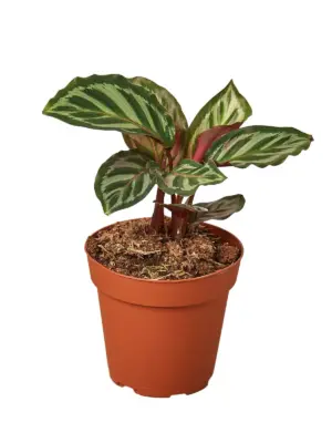 Calathea 'Peacock' — additional view