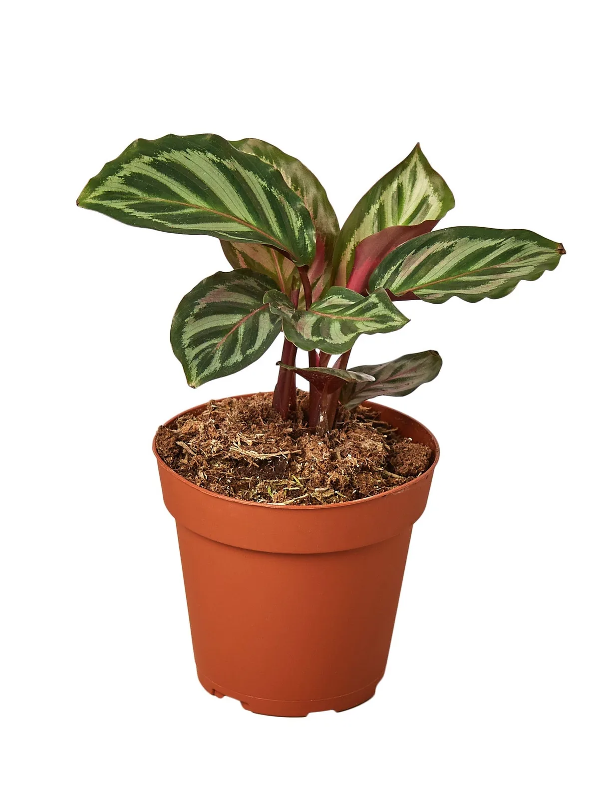 Calathea 