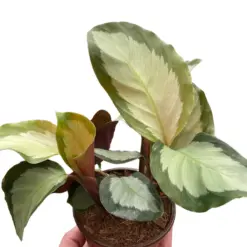 Calathea 'Picturata' houseplant