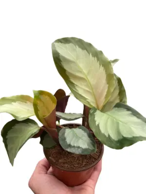 Calathea 'Picturata' houseplant