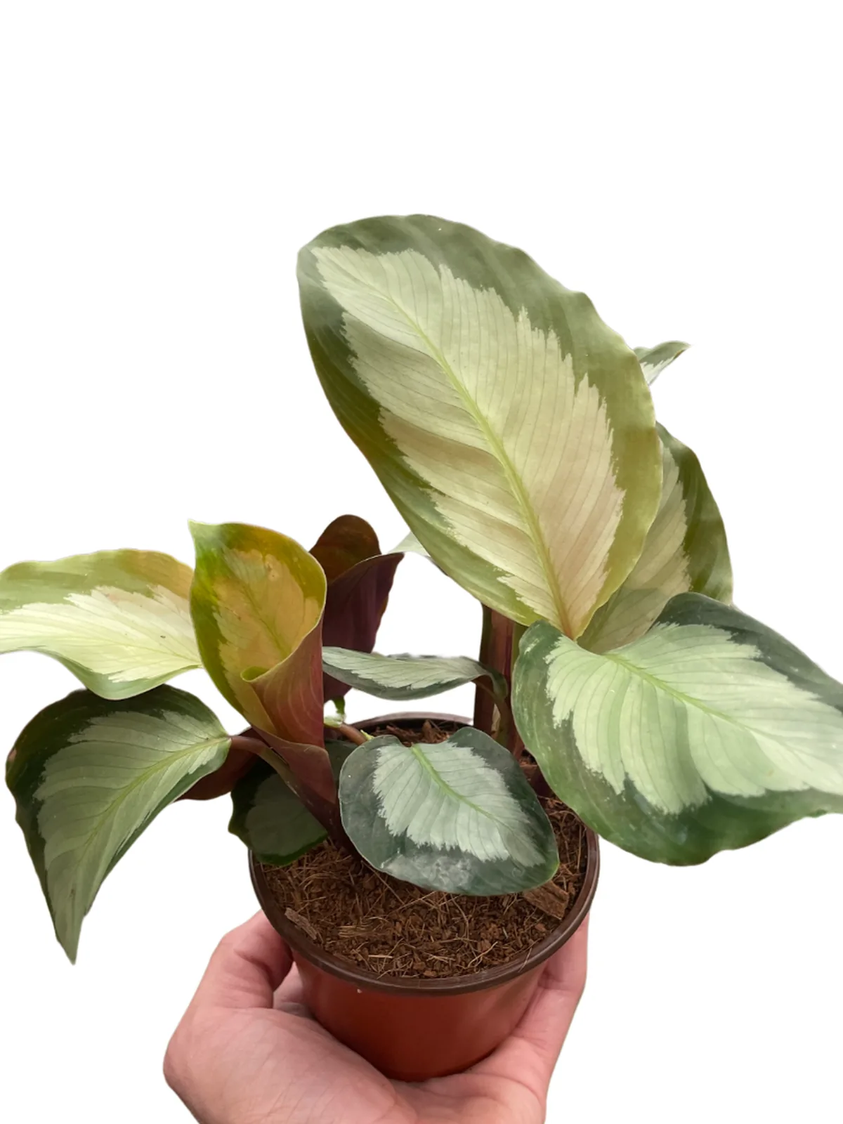 Calathea 