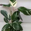 Calathea 'Princess Dalya' houseplant