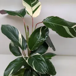 Calathea 'Princess Dalya' houseplant